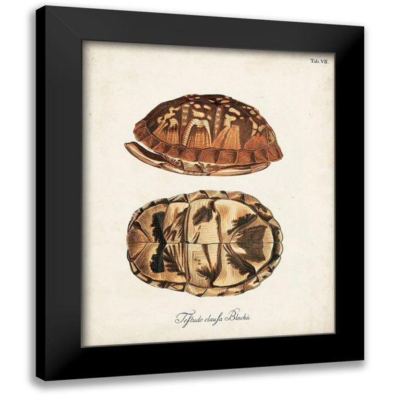 Unknown 20x24 Black Modern Framed Museum Art Print Titled - Antique Turtles and Shells III