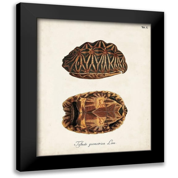 Unknown 20x24 Black Modern Framed Museum Art Print Titled - Antique Turtles and Shells I