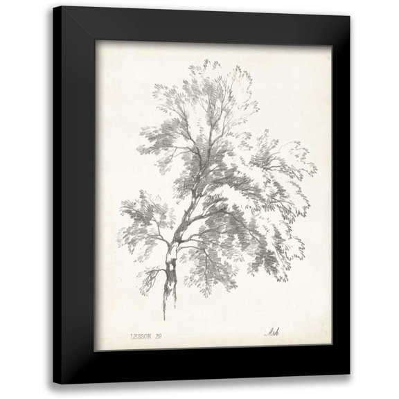 Unknown 20x24 Black Modern Framed Museum Art Print Titled - Ash Tree Study