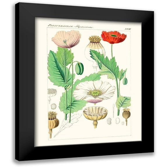 Unknown 20x24 Black Modern Framed Museum Art Print Titled - Bright Botanicals II