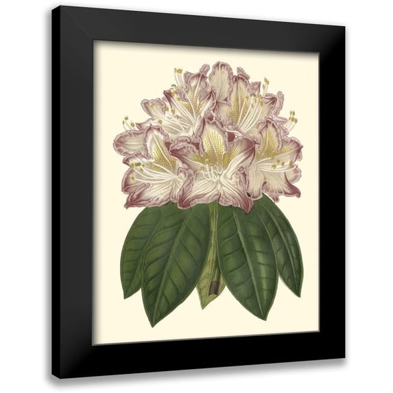 Unknown 20x24 Black Modern Framed Museum Art Print Titled - Pastel Blooms I