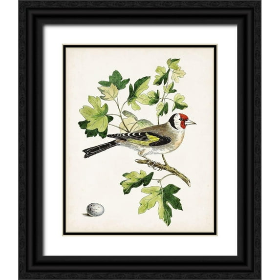Unknown 20x24 Black Ornate Wood Framed with Double Matting Museum Art Print Titled - Antique Bird-Botanical and Egg III