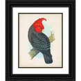 thumbnail image 1 of Unknown  20x24 Black Ornate Wood Framed with Double Matting Museum Art Print Titled - Antique Cockatoo I, 1 of 4