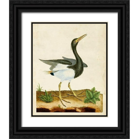 Unknown 20x24 Black Ornate Wood Framed with Double Matting Museum Art Print Titled - Heron Portrait V