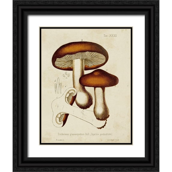 Unknown 20x24 Black Ornate Wood Framed with Double Matting Museum Art Print Titled - Mushroom Varieties VI