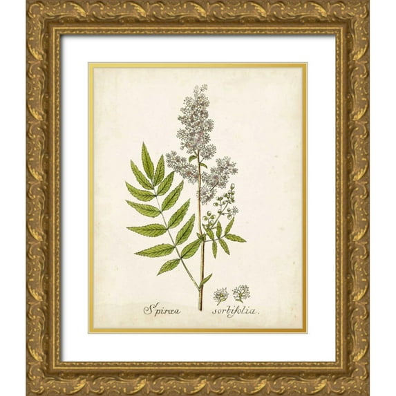Unknown 20x24 Gold Ornate Wood Framed with Double Matting Museum Art Print Titled - Antique Herb Botanical III