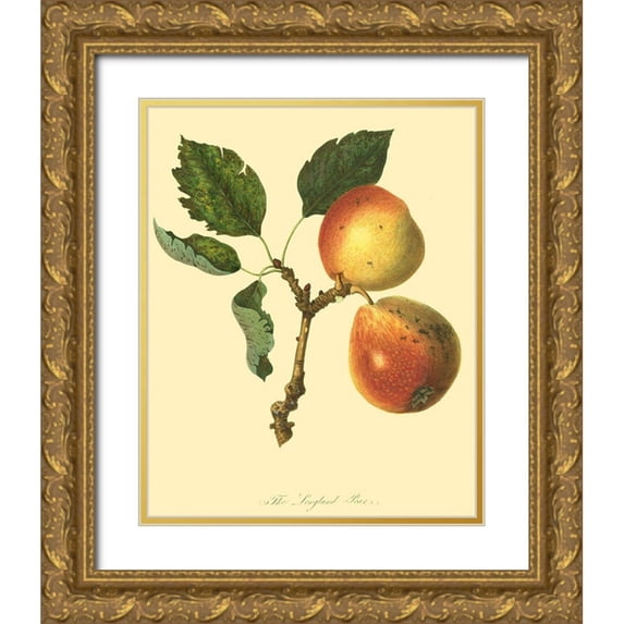 Unknown 20x24 Gold Ornate Wood Framed with Double Matting Museum Art Print Titled - The Longland Pear
