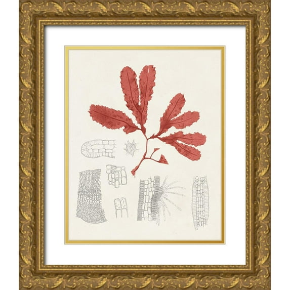 Unknown  20x24 Gold Ornate Wood Framed with Double Matting Museum Art Print Titled - Vintage Coral Study II
