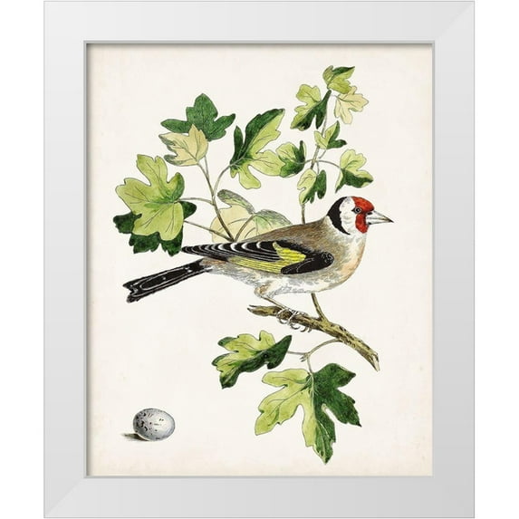 Unknown 20x24 White Modern Wood Framed Museum Art Print Titled - Antique Bird-Botanical and Egg III