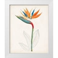 thumbnail image 1 of Unknown 20x24 White Modern Wood Framed Museum Art Print Titled - Botanical of the Tropics IV, 1 of 4