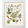 thumbnail image 1 of Unknown  20x24 White Modern Wood Framed Museum Art Print Titled - Fanciful Ferns VI, 1 of 4