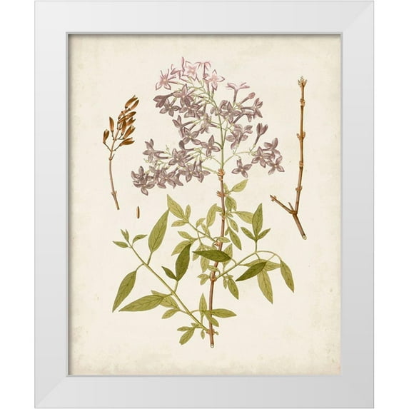Unknown 20x24 White Modern Wood Framed Museum Art Print Titled - Vintage Flowering Trees I
