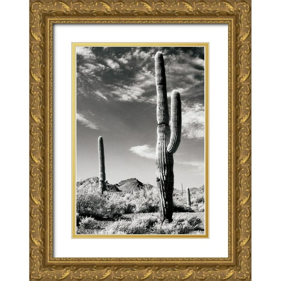 Unknown 23x32 Gold Ornate Wood Framed with Double Matting Museum Art Print Titled - Cactus