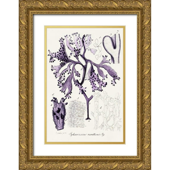 Unknown 23x32 Gold Ornate Wood Framed with Double Matting Museum Art Print Titled - Seaweed Illustration IX