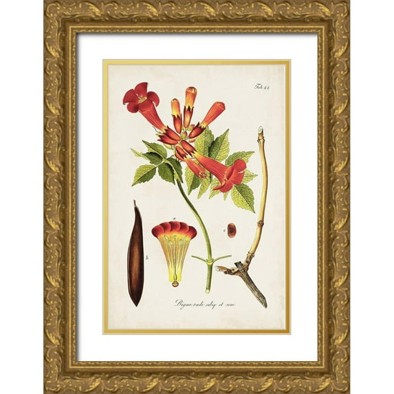 Unknown 23x32 Gold Ornate Wood Framed with Double Matting Museum Art Print Titled - Tropical Trumpet Flowers I