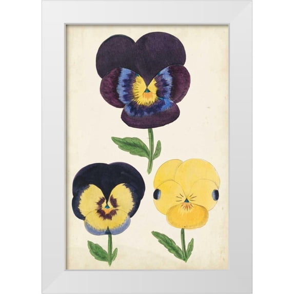 Unknown 23x32 White Modern Wood Framed Museum Art Print Titled - Antique Pansies I