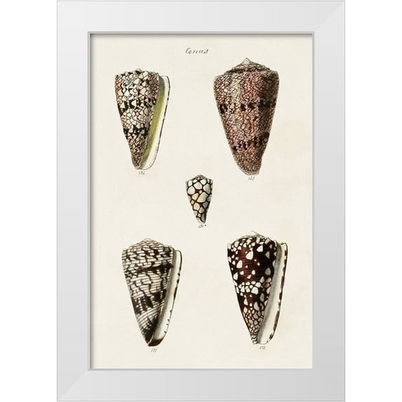 Unknown 23x32 White Modern Wood Framed Museum Art Print Titled - Cone Shell Collection III