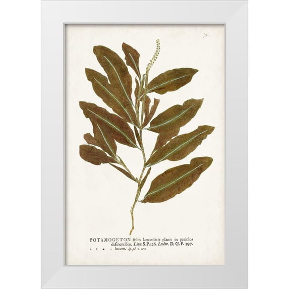 Unknown 23x32 White Modern Wood Framed Museum Art Print Titled - Nature Printed Ferns IV