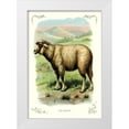 thumbnail image 1 of Unknown 23x32 White Modern Wood Framed Museum Art Print Titled - The Sheep, 1900, 1 of 4