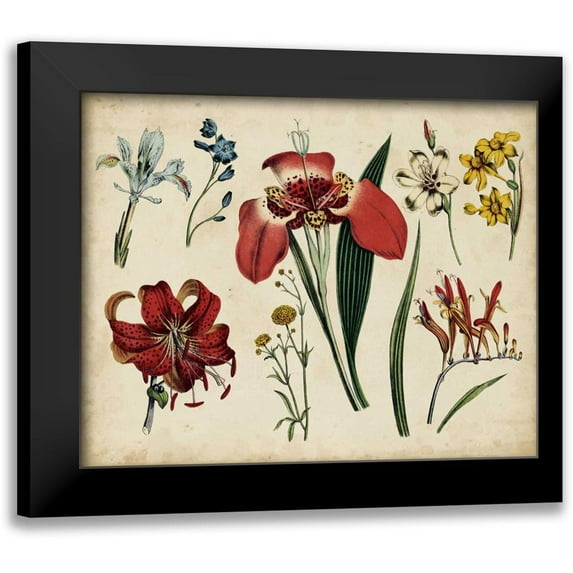 Unknown 24x20 Black Modern Framed Museum Art Print Titled - Antique Botanical Chart II