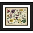 thumbnail image 1 of Unknown 24x20 Black Ornate Wood Framed with Double Matting Museum Art Print Titled - Antique Botanical Chart IV, 1 of 4