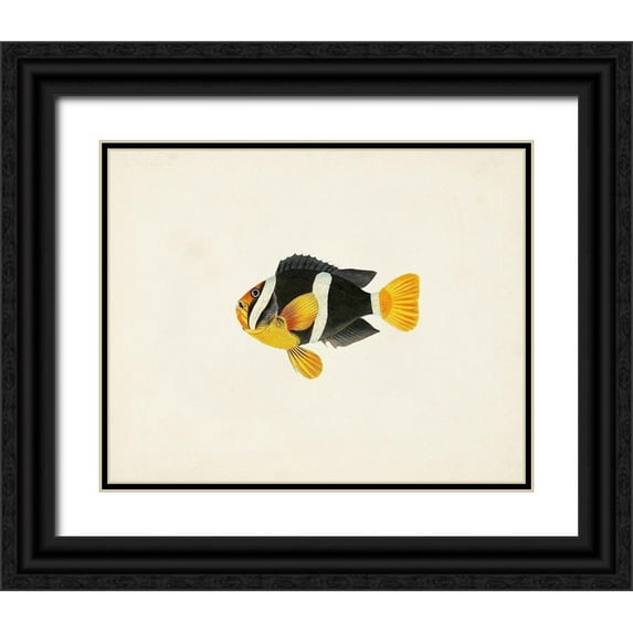 Unknown 24x20 Black Ornate Wood Framed with Double Matting Museum Art Print Titled - Tropical Fish Collection II