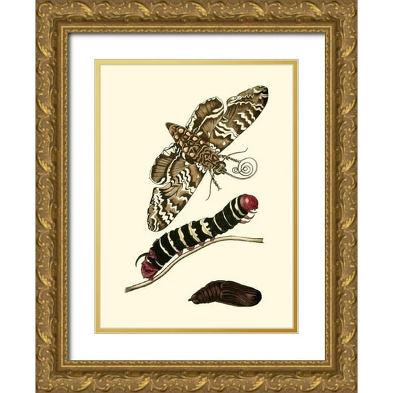 Unknown 24x32 Gold Ornate Wood Framed with Double Matting Museum Art Print Titled - Butterfly Transformation III