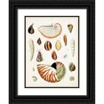 thumbnail image 1 of Unknown 25x32 Black Ornate Wood Framed with Double Matting Museum Art Print Titled - Antique Shell Collection I, 1 of 4