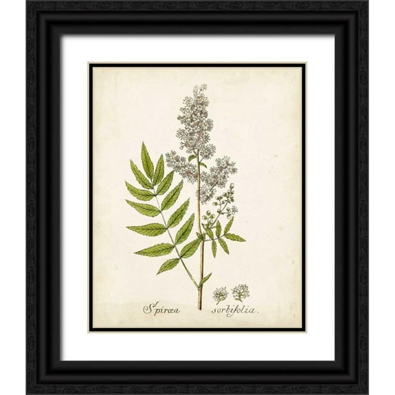 Unknown 26x32 Black Ornate Wood Framed with Double Matting Museum Art Print Titled - Antique Herb Botanical III