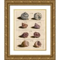 thumbnail image 1 of Unknown 26x32 Gold Ornate Wood Framed with Double Matting Museum Art Print Titled - Shell Collection IV, 1 of 4