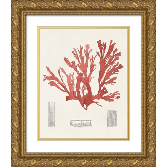 Unknown 26x32 Gold Ornate Wood Framed with Double Matting Museum Art Print Titled - Vintage Coral Study IV