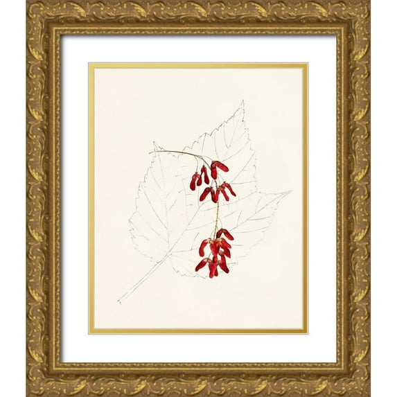 Unknown 26x32 Gold Ornate Wood Framed with Double Matting Museum Art Print Titled - Watercolor Leaf Sketches II