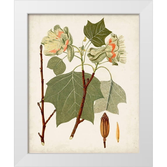 Unknown 26x32 White Modern Wood Framed Museum Art Print Titled - Antique Leaves III