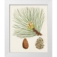 thumbnail image 1 of Unknown 26x32 White Modern Wood Framed Museum Art Print Titled - Antique Pine Cones IV, 1 of 4