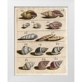 thumbnail image 1 of Unknown 26x32 White Modern Wood Framed Museum Art Print Titled - Shell Collection III, 1 of 4