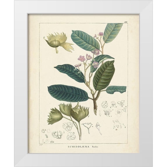 Unknown 26x32 White Modern Wood Framed Museum Art Print Titled - Vintage Verdure II