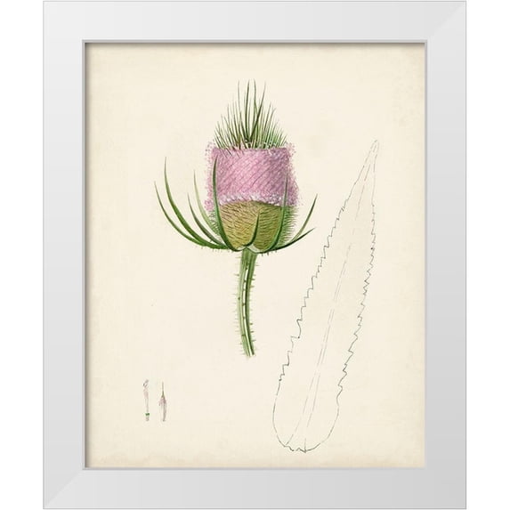 Unknown 26x32 White Modern Wood Framed Museum Art Print Titled - Watercolor Botanical Sketches VIII