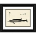 thumbnail image 1 of Unknown 32x24 Black Ornate Wood Framed with Double Matting Museum Art Print Titled - Antique Dolphin Study I, 1 of 4