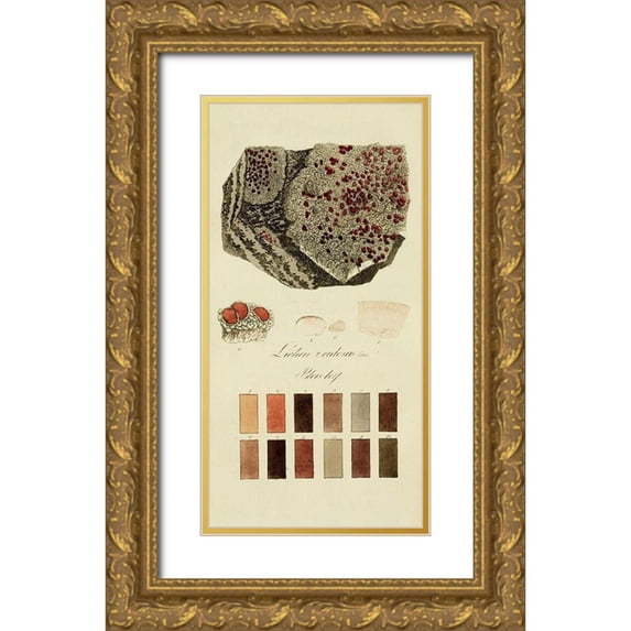 Unknown 9x14 Gold Ornate Wood Framed with Double Matting Museum Art Print Titled - Species of Lichen I