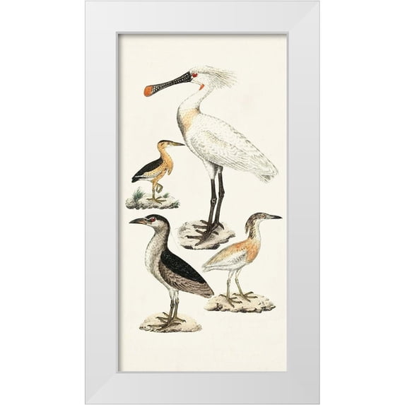 Unknown 9x14 White Modern Wood Framed Museum Art Print Titled - Waterbird Varieties II