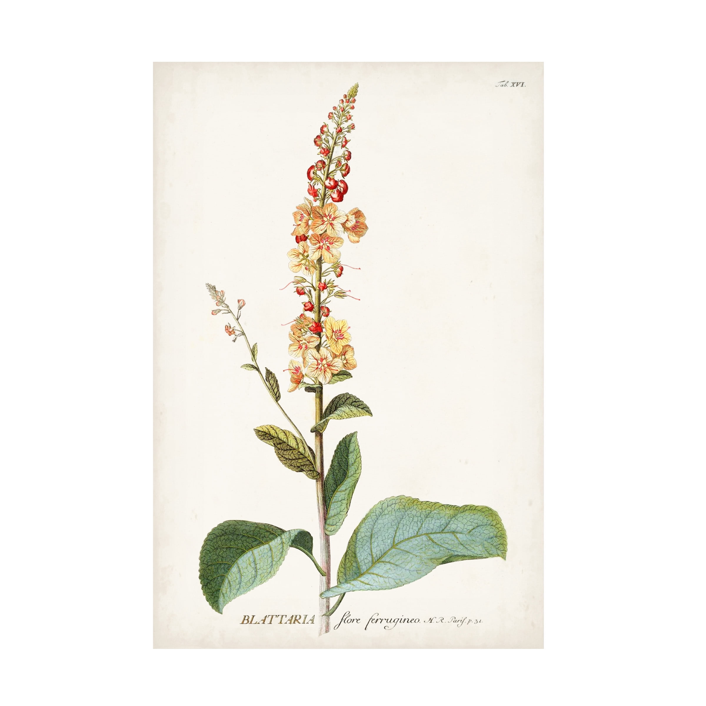 Unknown 'Alluring Botanical II' Canvas Art