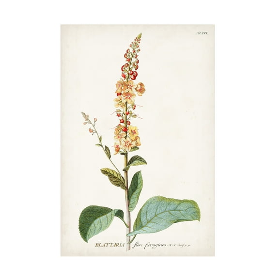 Unknown 'Alluring Botanical II' Canvas Art