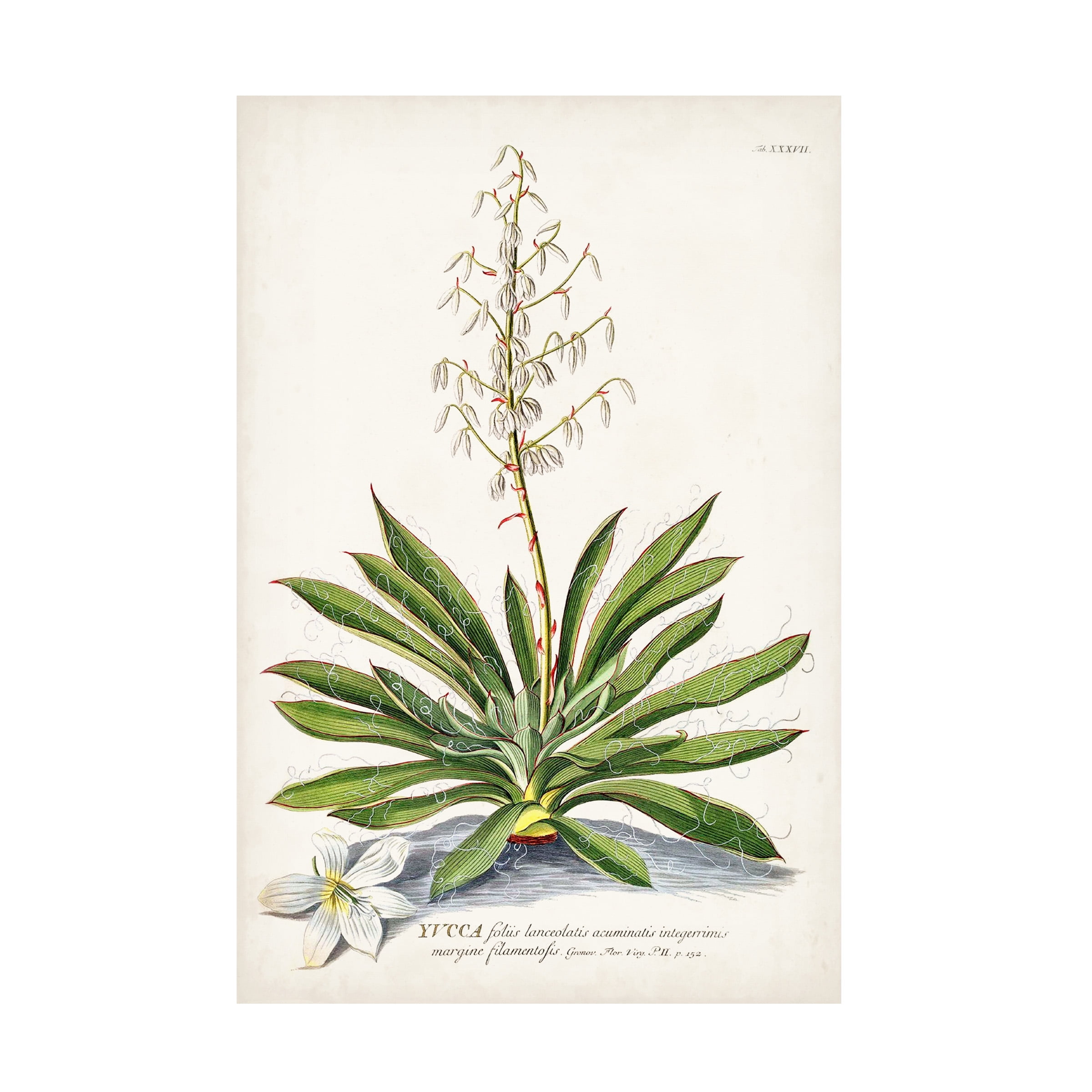 Unknown 'Alluring Botanical III' Canvas Art