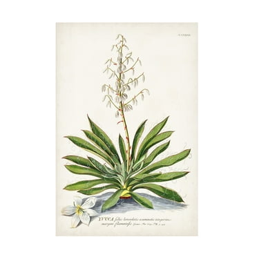 Unknown 'Alluring Botanical III' Canvas Art
