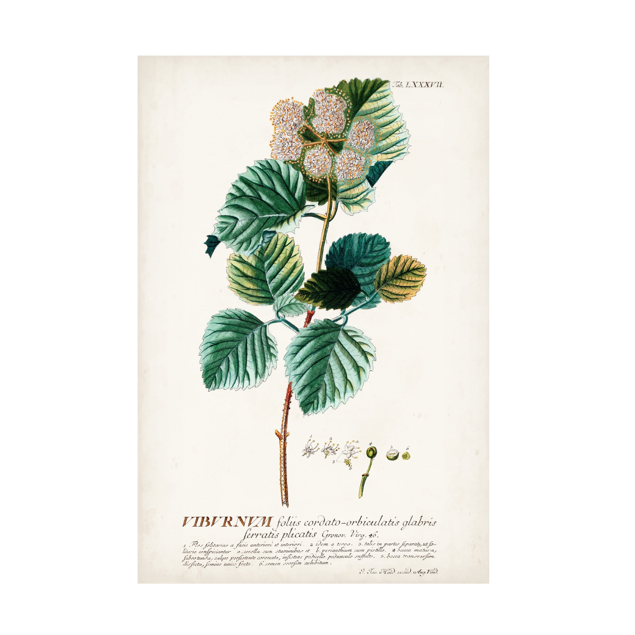 Unknown 'Alluring Botanical IX' Canvas Art