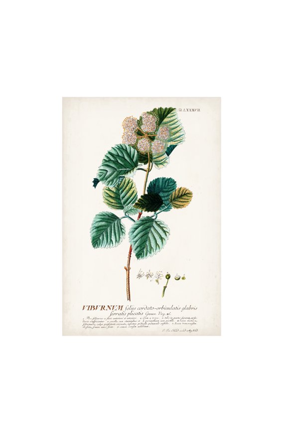 Unknown 'Alluring Botanical IX' Canvas Art