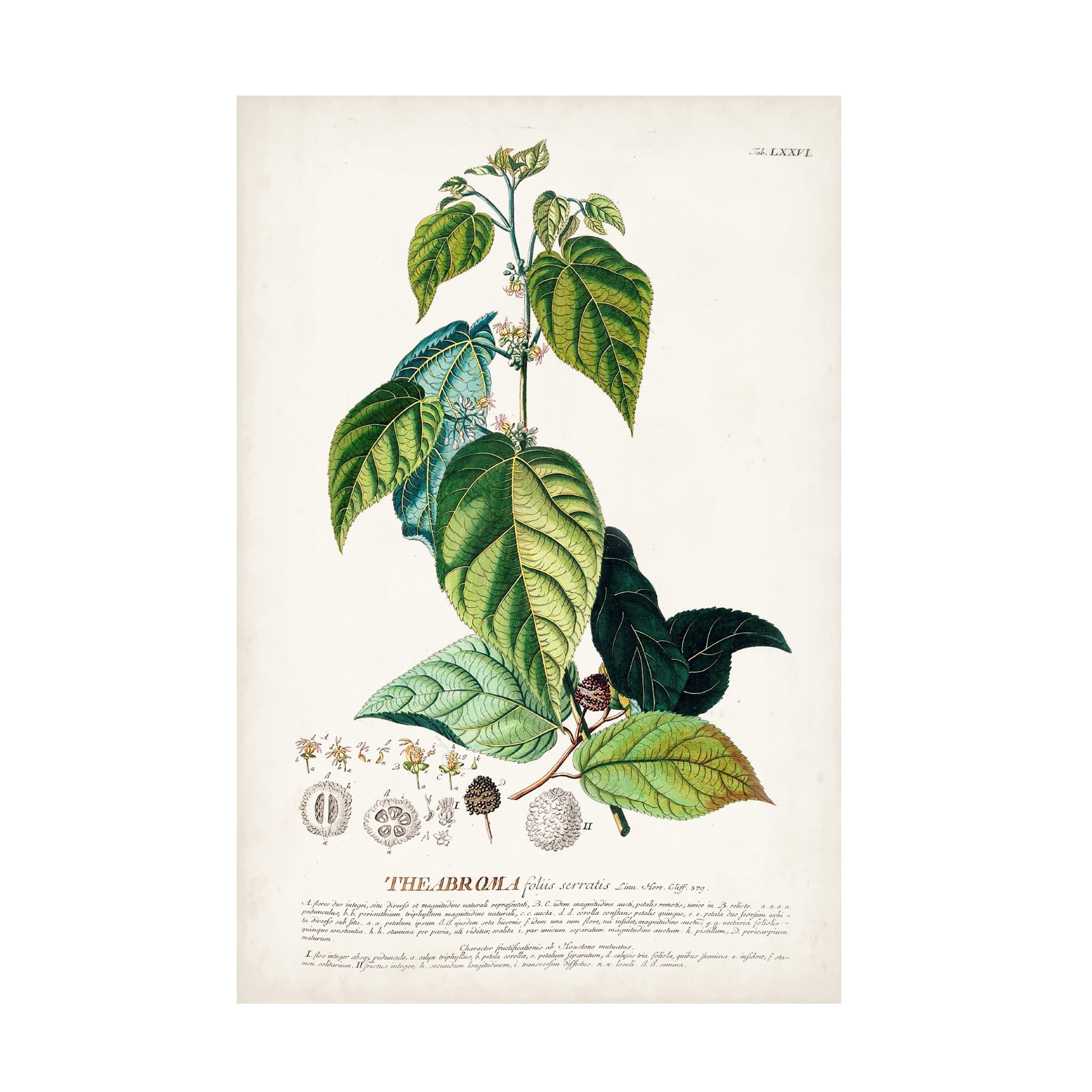 Unknown 'Alluring Botanical VIII' Canvas Art