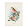 thumbnail image 1 of Unknown 'Antique Birds IV' Canvas Art, 1 of 3