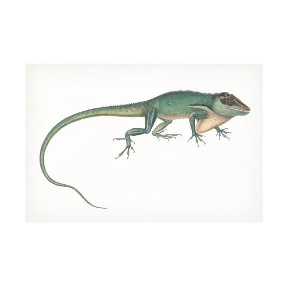 Unknown 'Antique Chameleon' Canvas Art