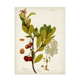 thumbnail image 1 of Unknown 'Antique Greenery VI' Canvas Art, 1 of 3